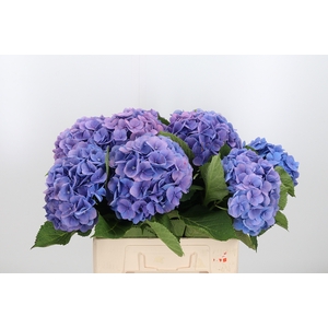 Hydrangea Ma Bodensee Bl