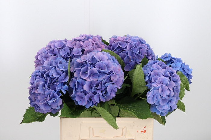 <h4>Hydrangea Ma Bodensee Bl</h4>
