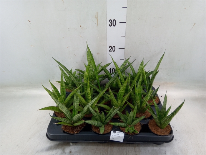 <h4>Sansevieria   ...</h4>