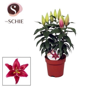 Lilium Or Magny Cours 17cm