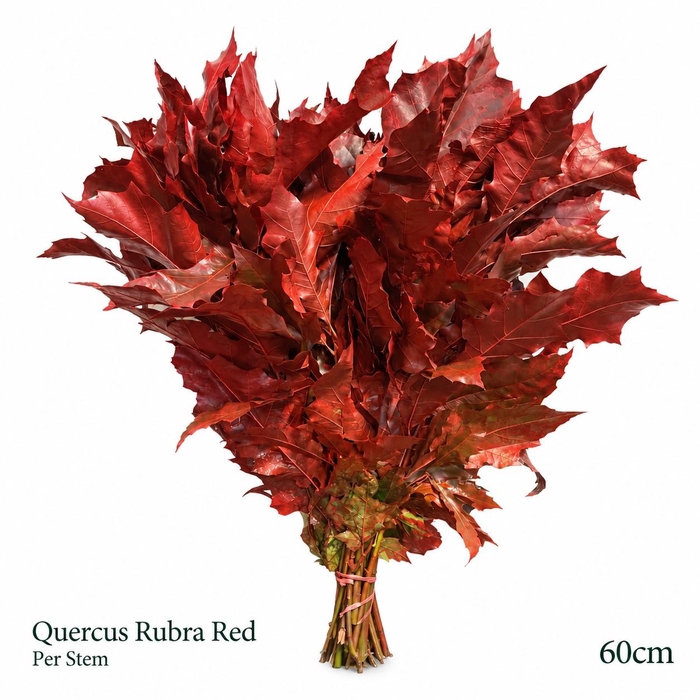 <h4>QUERC OV KLB BS H%</h4>