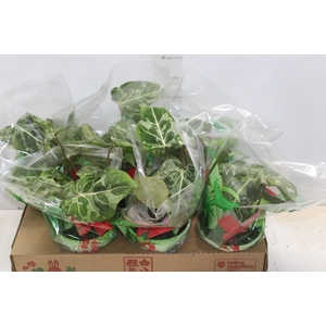 PHILODENDRON GLORIOSUM VARIEGATA P15
