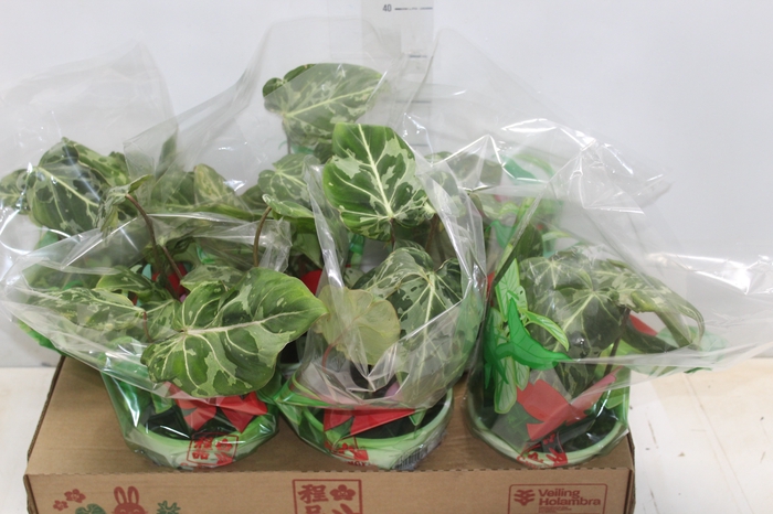 <h4>PHILODENDRON GLORIOSUM VARIEGATA P15</h4>