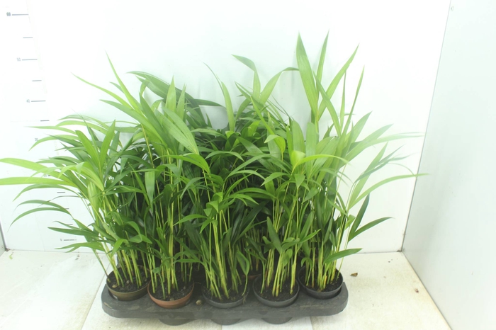 <h4>ARECA BAMBU P11</h4>