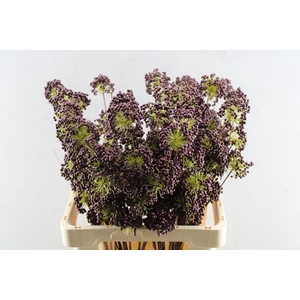 Droog Berries Tros Burgundy