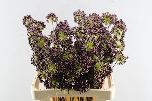 <h4>Droog Berries Tros Burgundy</h4>