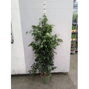 Ficus benja. 'Midnight Lady'