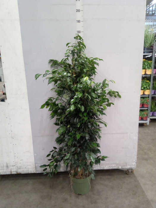 <h4>Ficus benja. 'Midnight Lady'</h4>