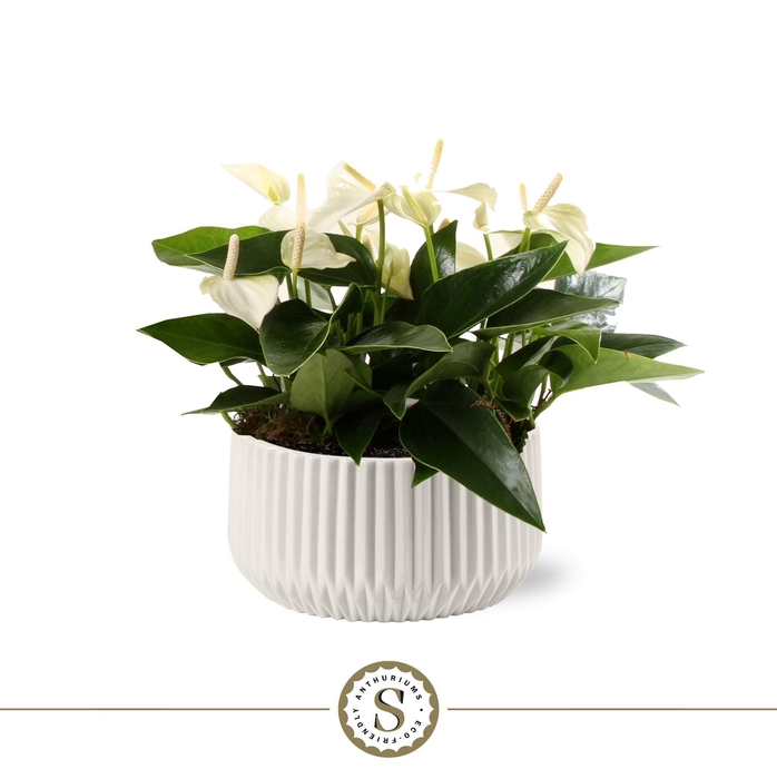 <h4>Table White in Madeira Keramiek</h4>