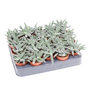 Crassula   ...