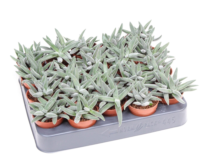 <h4>Crassula   ...</h4>
