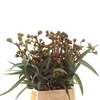Eucalyptus Cardinal Bes