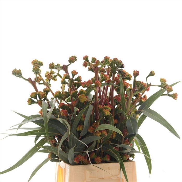 Eucalyptus Cardinal Bes