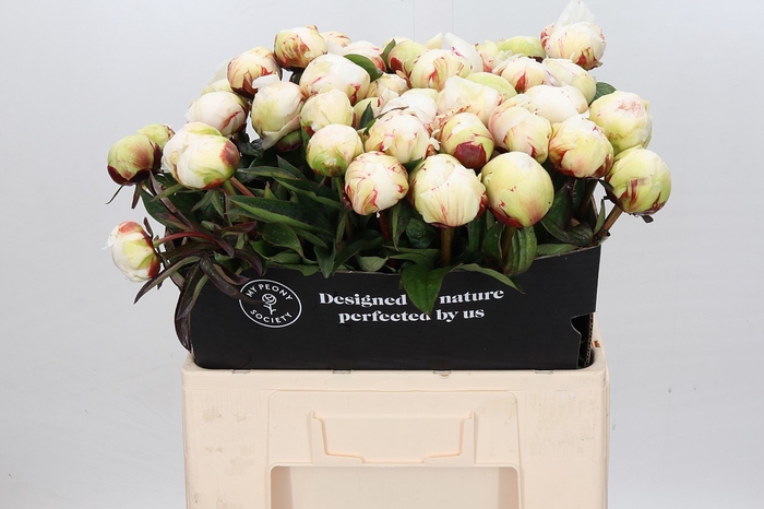 <h4>Paeonia 'Dr F.G. Brethour</h4>
