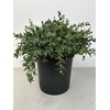EUC PARVIFOLIA PB