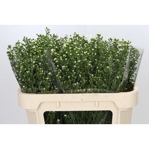 Aster Paquita