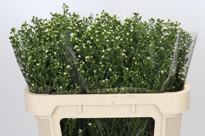 <h4>Aster Paquita</h4>