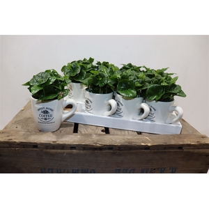 Coffea Arabica