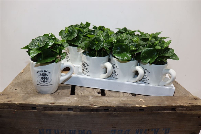 <h4>Coffea Arabica</h4>