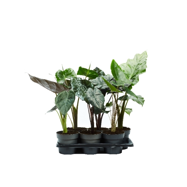 <h4>Alocasia mix</h4>