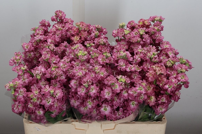 <h4>Matth Stox Rose Pink</h4>