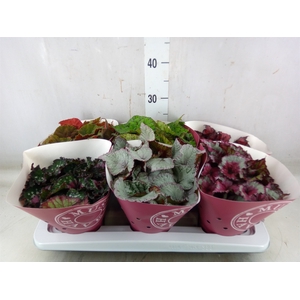 Begonia BD 'Beleaf'   ...mix