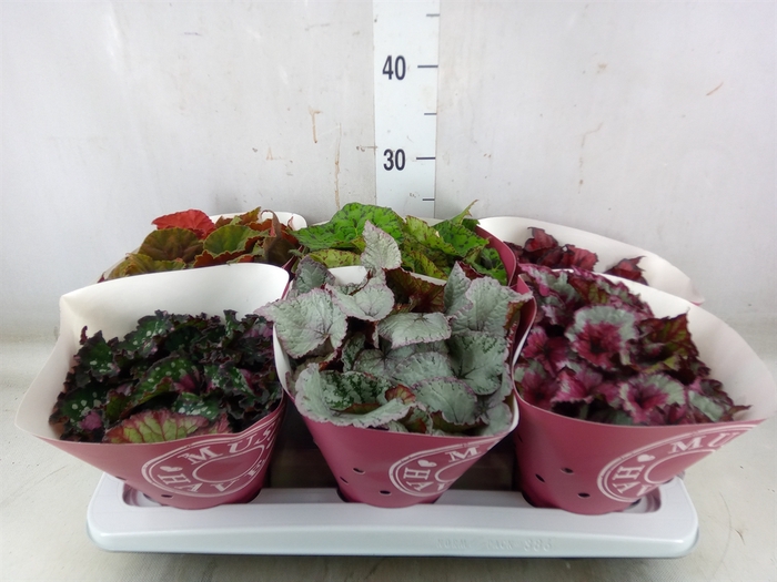 <h4>Begonia BD 'Beleaf'   ...mix</h4>