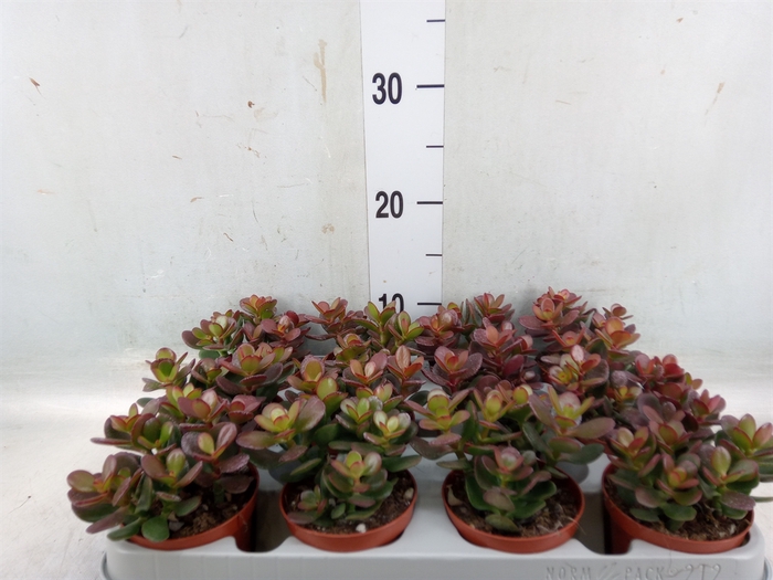 <h4>Crassula ovata 'Minor'</h4>