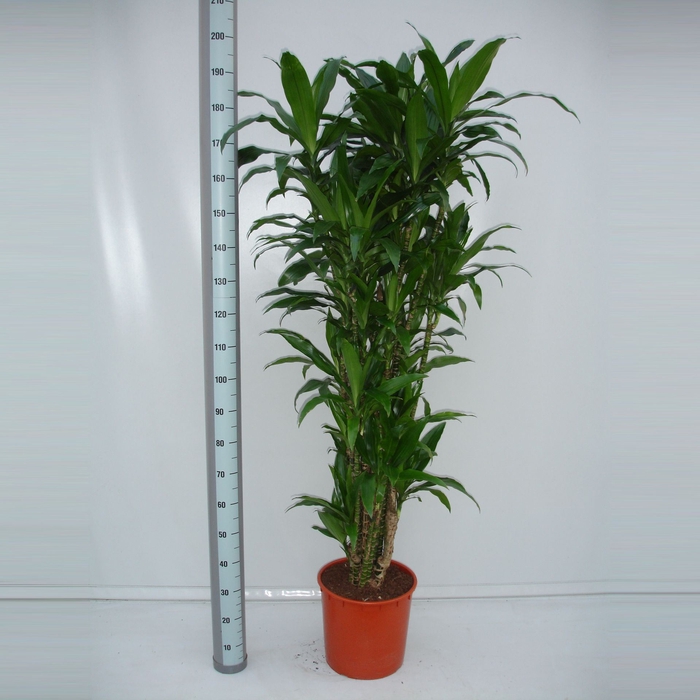 <h4>Dracaena Janet Craig</h4>