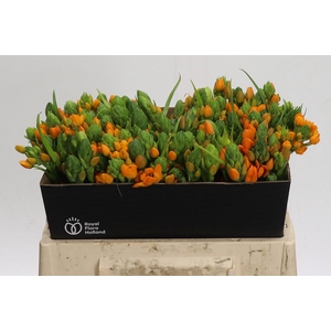 Ornithogalum Dubium Sunshine