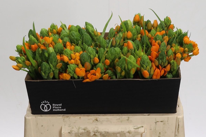 <h4>Ornithogalum Dubium Sunshine</h4>