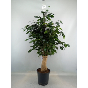 Ficus benja. 'Danielle'