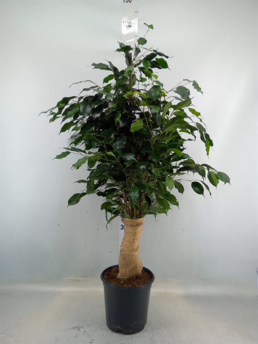 <h4>Ficus benja. 'Danielle'</h4>