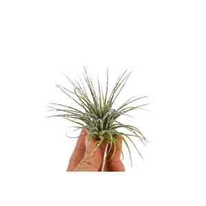 tillandsia ionantha groen met zilver glitter