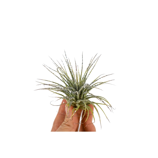 <h4>tillandsia ionantha groen met zilver glitter</h4>