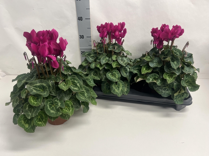 <h4>CYCL GR SUP XL</h4>