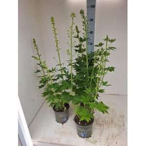 DELP EL MAG FOUNTAIN