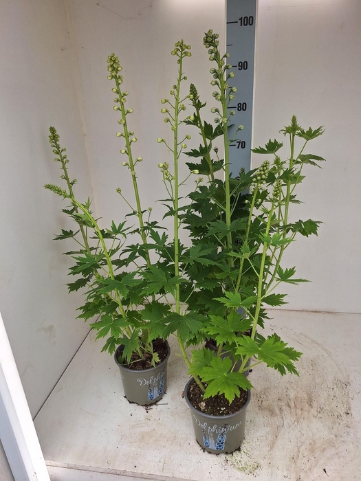 <h4>DELP EL MAG FOUNTAIN</h4>