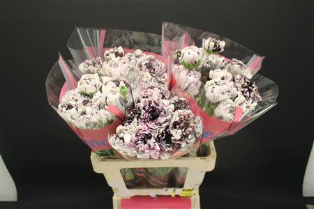 Ran Brushmark Estrada 50cm