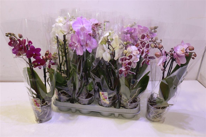 <h4>arr8 Phal Gem</h4>