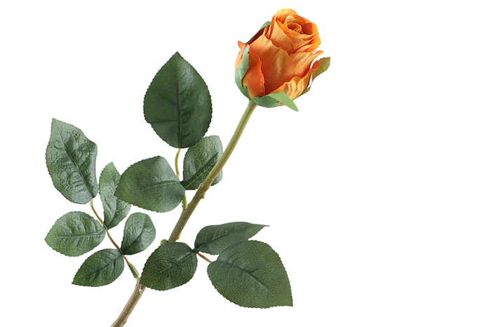Rosa Bud Orange
