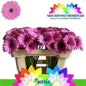 Ge Mi Nena