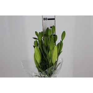LIRIO ASIATICO SCANSANO 080 CM HT 2/3 FLS