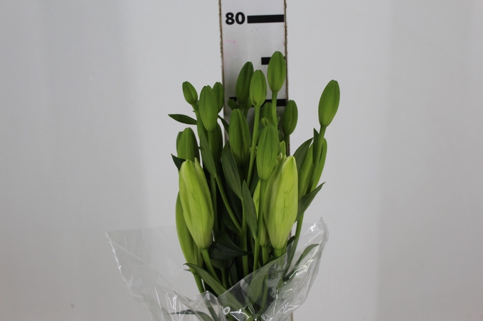 LIRIO ASIATICO SCANSANO 080 CM HT 2/3 FLS