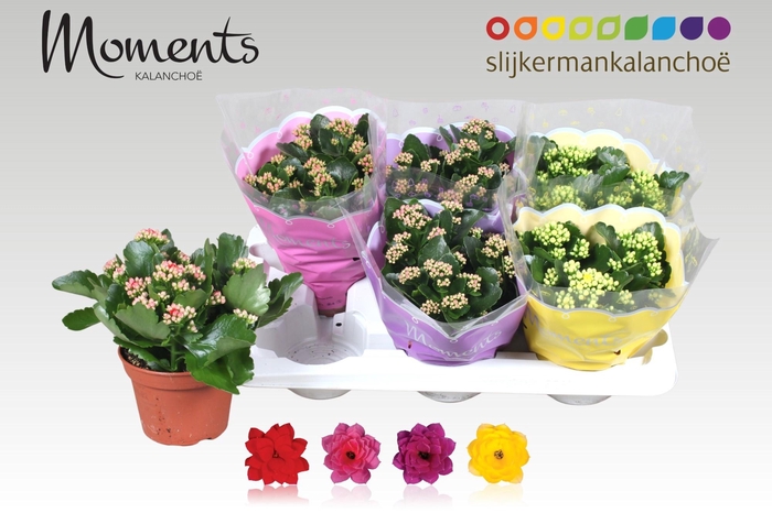 <h4>KAL GE GEM 4 KL</h4>