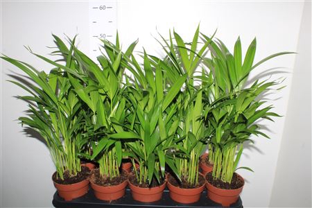 <h4>Dypsis Lutescens</h4>