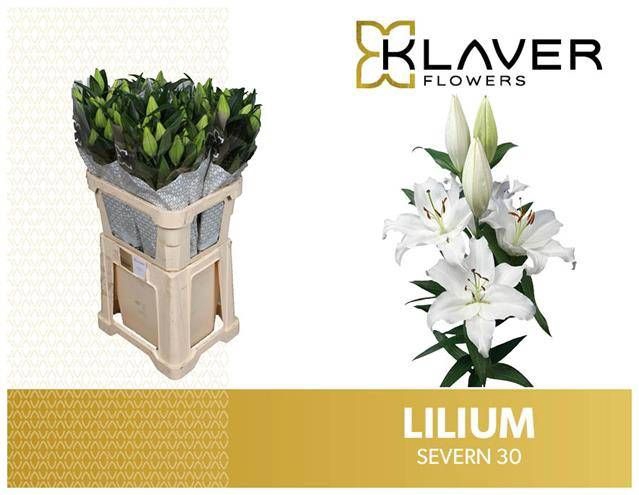 <h4>LI OR SEVERN</h4>