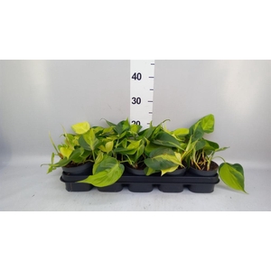 Philodendron scand. 'Brasil'