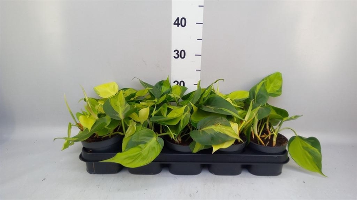 <h4>Philodendron scand. 'Brasil'</h4>