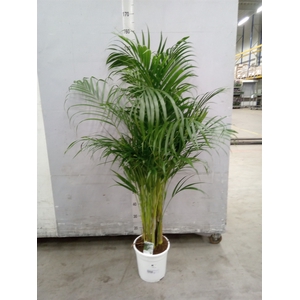 Dypsis lutescens   ...Chrysalidoca
